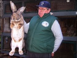 Robert the Rabbit